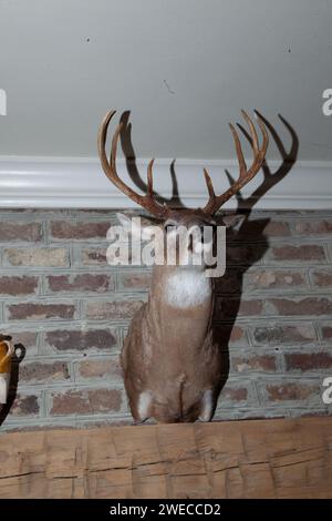 Interessante Flash-Fotografie von Taxidermietieren, die Jäger gejagt haben Stockfoto