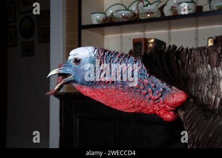 Interessante Flash-Fotografie von Taxidermietieren, die Jäger gejagt haben Stockfoto