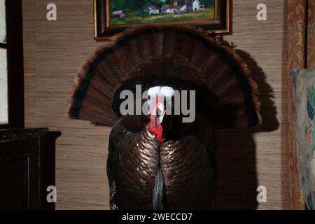 Interessante Flash-Fotografie von Taxidermietieren, die Jäger gejagt haben Stockfoto