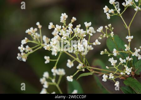 Persicaria chinensis (Polygonum chinense, kriechender Knorpel, chinesischer Knorpel). Wurde als traditionelle chinesische Medizin zur Behandlung von Geschwüren und Ekzemen angewendet Stockfoto