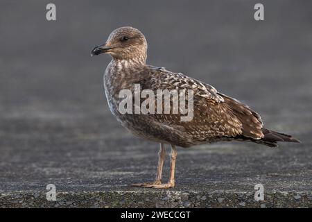 Gelbbeinmöwe (Larus michahellis, Larus michahellis atlantis), unreif, Azoren, Terceira Stockfoto