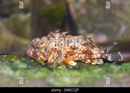 Madeira-Steinfische (Scorpaena maderensis), Porträt in voller Länge, Seitenansicht, Madeira Stockfoto