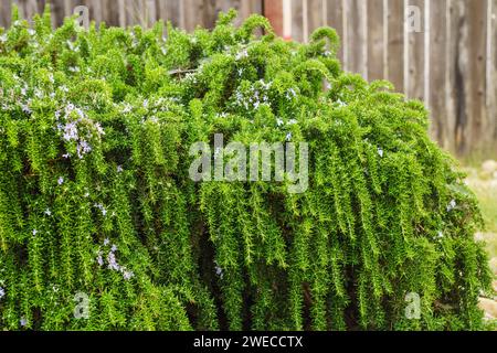 Rosmarinbüsche entlang des Fußwegs bilden eine wunderschöne, niedrige Hecke in Kalifornien Stockfoto