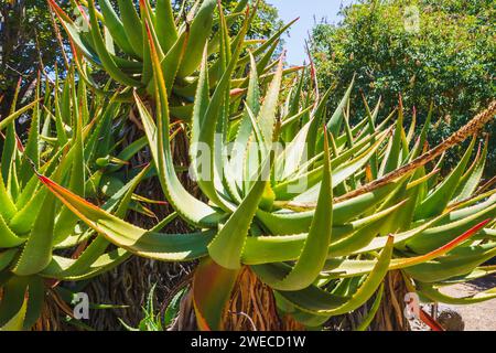 Mountain Aloe (Aloe Marlothii) aus nächster Nähe im Garten. Mountain Aloe ist ein großer immergrüner Sukkulent, er wächst bis zu 8-10 Meter hoch Stockfoto