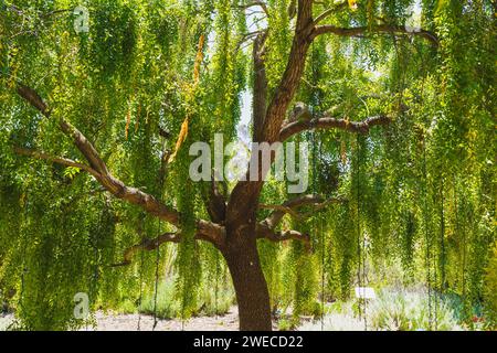 Mayten-Baum (Maytenus boaria), immergrüner, weinender Baum aus der Nähe im Garten an einem hellen, sonnigen Tag Stockfoto