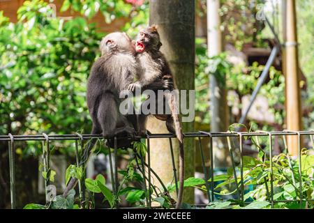 Ubud's Monkey Harmony: Ein verspieltes Duo auf einem Bali-Zaun, das sich im Herzen des lebendigen Ubud-Schutzgebietes umarmen oder stolpern lässt. Stockfoto