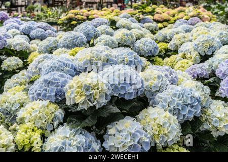 Schöne Frühlingshortensie blüht im Gewächshaus rechtzeitig zum Frühlingspflanzen. Stockfoto