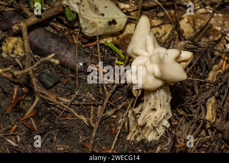 Weißer Sattel - Helvella crispa Stockfoto