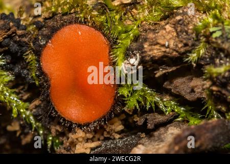 Gemeinsamer Wimpernbecher - Scutellinia scutellata Stockfoto