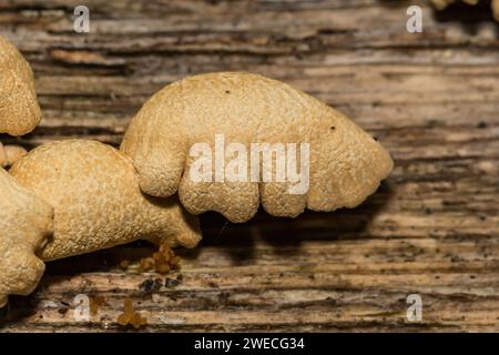 Lumineszierendes Panellus - Panellus stipticus Stockfoto