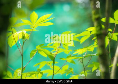 Grüne Blätter auf Pflanzen im Garten. Erfrischendes Naturkonzept. Stockfoto