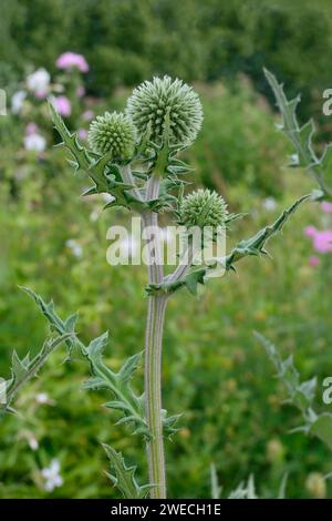 Glockendistel Echinops Sphaerocephalus, vertikale Nahaufnahme junger frischer grüner Pflanzen, große detaillierte mehrfache kugelförmige Dornblumenköpfe, dekorativ Stockfoto