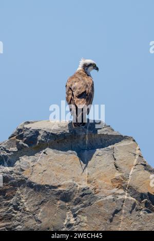 Nahaufnahme eines östlichen Osprey auf einem Felsen in natürlicher, einheimischer Umgebung Stockfoto