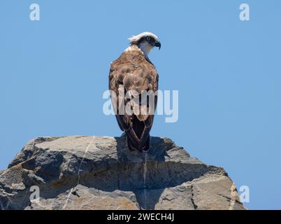 Nahaufnahme eines östlichen Osprey auf einem Felsen in natürlicher, einheimischer Umgebung Stockfoto