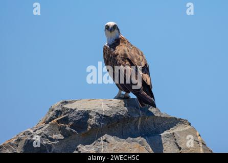 Nahaufnahme eines östlichen Osprey auf einem Felsen in natürlicher, einheimischer Umgebung Stockfoto