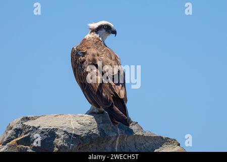 Nahaufnahme eines östlichen Osprey auf einem Felsen in natürlicher, einheimischer Umgebung Stockfoto