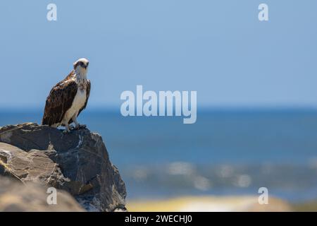 Nahaufnahme eines östlichen Osprey auf einem Felsen in natürlicher, einheimischer Umgebung Stockfoto