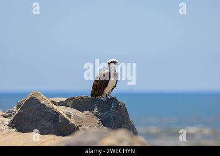 Nahaufnahme eines östlichen Osprey auf einem Felsen in natürlicher, einheimischer Umgebung Stockfoto