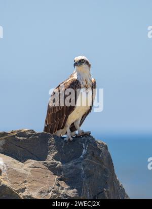 Nahaufnahme eines östlichen Osprey auf einem Felsen in natürlicher, einheimischer Umgebung Stockfoto