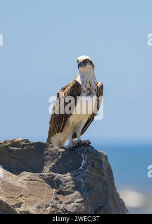 Nahaufnahme eines östlichen Osprey auf einem Felsen in natürlicher, einheimischer Umgebung Stockfoto