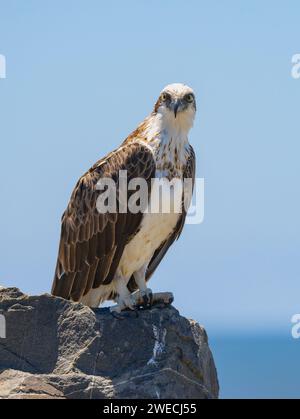 Nahaufnahme eines östlichen Osprey auf einem Felsen in natürlicher, einheimischer Umgebung Stockfoto