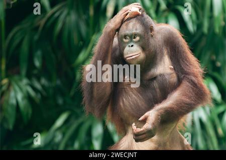 Ein Orang Utan oder Pongo pygmaeus stand, während er sich den Kopf rieb Stockfoto