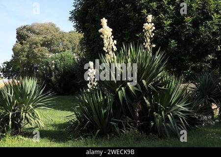 Wunderschöne Yucca mit blühenden Blumen und anderen Pflanzen im Freien Stockfoto