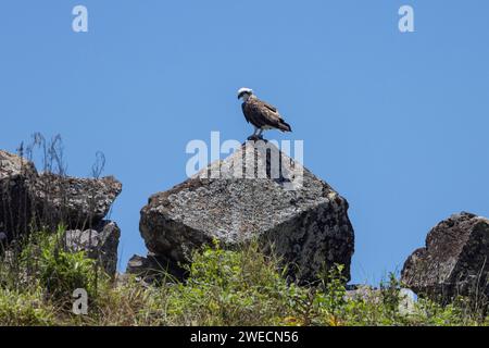 Nahaufnahme eines östlichen Osprey auf einem Felsen in natürlicher, einheimischer Umgebung Stockfoto