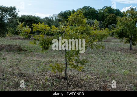 Trüffelfarm, Anbau von Schwarzwintertrüffelpilzen aus dem Perigord, Tuber melanosporum, Eichenplantagen, Trüffeljagd im Winter auf Feldern mit Oa Stockfoto