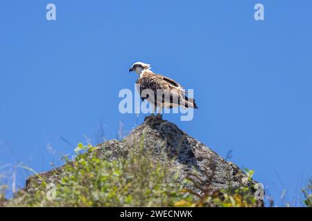 Nahaufnahme eines östlichen Osprey auf einem Felsen in natürlicher, einheimischer Umgebung Stockfoto