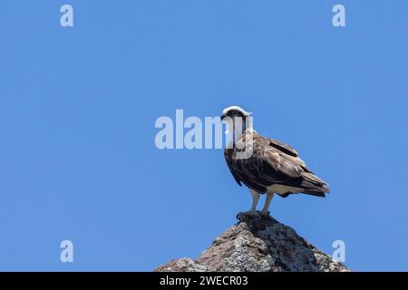 Nahaufnahme eines östlichen Osprey auf einem Felsen in natürlicher, einheimischer Umgebung Stockfoto