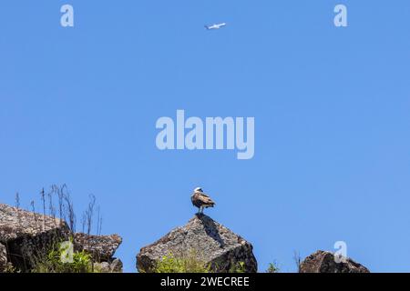 Nahaufnahme eines östlichen Osprey auf einem Felsen in natürlicher, einheimischer Umgebung Stockfoto