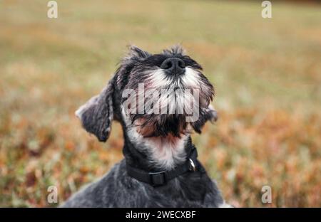 Mini-Schnauzer-Welpe sitzt im Gras und blickt nach oben, Welpenschnauze aus nächster Nähe Stockfoto
