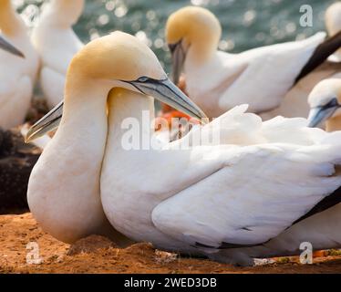 Zwei Tölpel (Morus bassanus) (Synonym: Sula bassana) mit weißem Gefieder kuscheln sich zusammen, berühren sanft, wickeln ihre Hälse umeinander Stockfoto