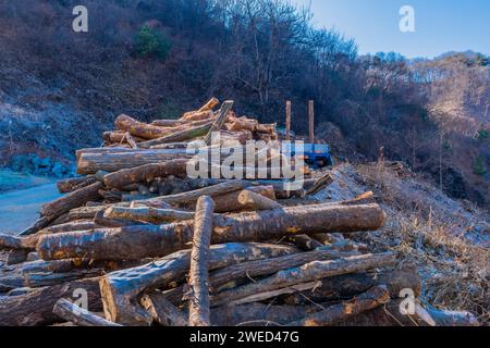 Holzfäller auf Bergstraße vor großen Häufern geschnittener Stämme Stockfoto