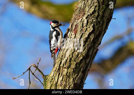 Großspecht (Dendrocopos Major), männlich sitzend auf einem Ast, Schleswig-Holstein, Deutschland Stockfoto