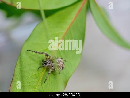 Seitenansicht des männlichen Larinioides sclopetarius (Brückenspinne) auf grünem Blatt Stockfoto