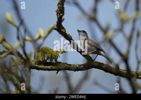 Europäischer Schwarzkappen Sylvia atricapilla männlicher Vogel, der im Frühjahr auf einem Baumzweig singt, Suffolk England, Vereinigtes Königreich Stockfoto