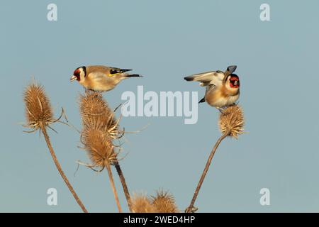 Europäischer Goldfink (Carduelis carduelis) zwei ausgewachsene Vögel, die sich an einer Teasel (Dipsacus fullonum) ernähren, Lincolnshire, England, Vereinigtes Königreich Stockfoto