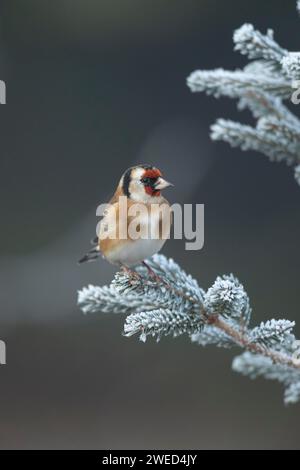 Europäischer Goldfink (Carduelis carduelis) erwachsener Vogel auf einem frostbedeckten Weihnachtsbaum, Suffolk, England, Vereinigtes Königreich Stockfoto