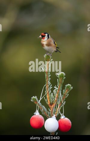 Europäischer Goldfink (Carduelis carduelis) erwachsener Vogel auf einem frostbedeckten Weihnachtsbaum, Suffolk, England, Vereinigtes Königreich Stockfoto