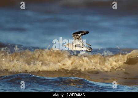 Grauer Pflug (pluvialis squatarola) erwachsener Vogel im Wintergefieder, der über brechende Wellen des Meeres fliegt, Norfolk, England, Vereinigtes Königreich Stockfoto