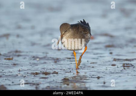 Rotschenkel (Tringa totanus), erwachsener Vogel, der auf einem Wattenmeer spaziert, Norfolk, England, Vereinigtes Königreich Stockfoto