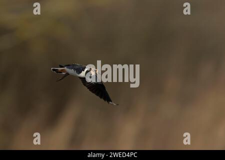 Northern Lapwing (Vanellus vanellus) Erwachsener Vogel im Flug, Suffolk, England, Vereinigtes Königreich Stockfoto