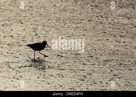 Rotschenkel (Tringa totanus), erwachsener Vogel, der auf einem Wattenmeer spaziert, Norfolk, England, Vereinigtes Königreich Stockfoto