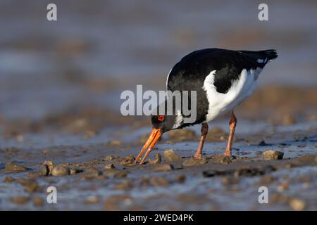 Eurasischer Austernfänger (Haematopus ostralegus), ausgewachsener Vogel, der in einem Wattenmeer an der Küste füttert, Norfolk, England, Vereinigtes Königreich Stockfoto