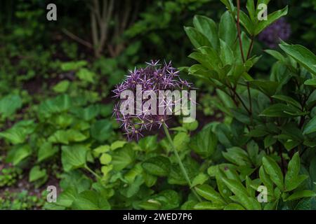 Bewundern Sie die himmlische Schönheit der Sterne von Persien (Allium Christophii), während sie blühen, und verleihen Sie dem Frühlingsgarten eine bezaubernde Note Stockfoto