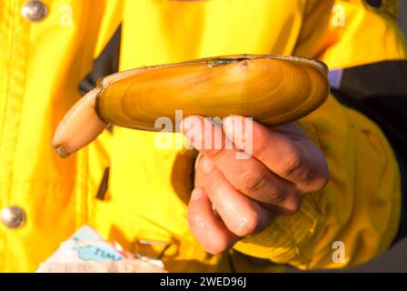 Razor Clam, Long Beach, Washington Stockfoto