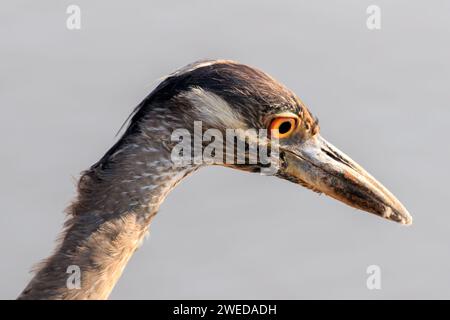 Junges Gelbgekröntes Nachtreiher (Nyctanassa violacea) fischen an einem Seeufer Stockfoto