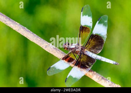 Männliche Witwe Skimmer Libellula luctuosa (Libellula luctuosa), die auf einem Stock thront Stockfoto